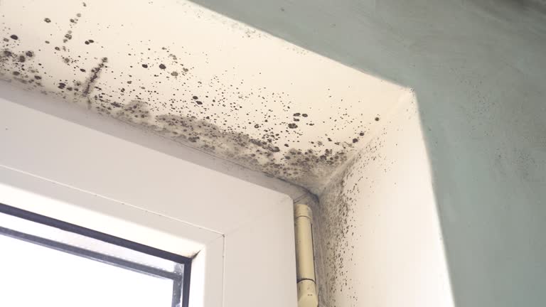 Reliable Crugers, NY Mold Removal Solutions